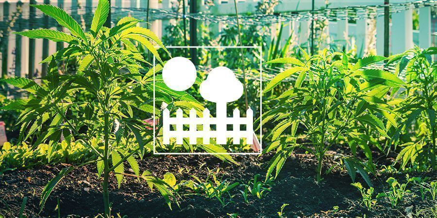 Anbauen Im Garten Oder Hinterhof Wie baut man Gras an